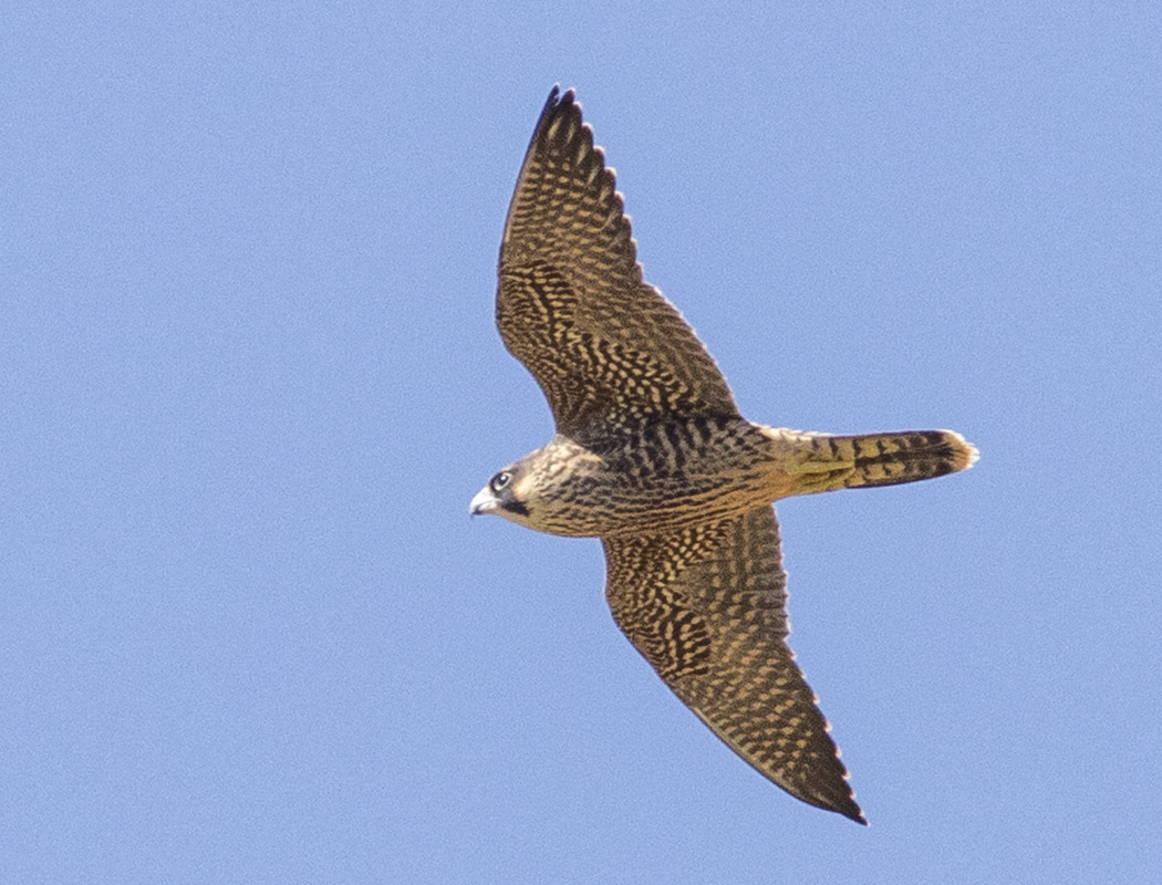Peregrine Falcon