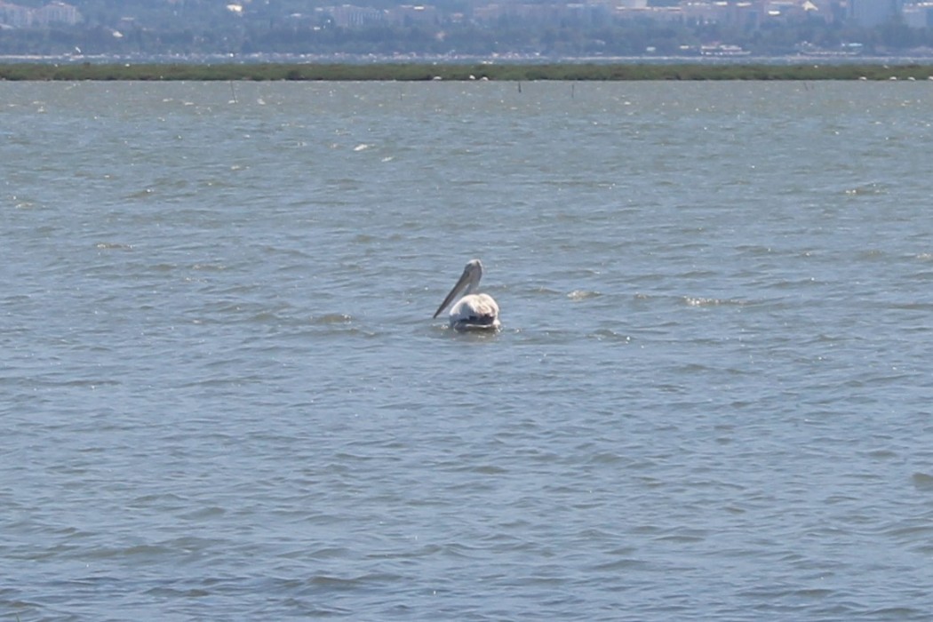 Dalmatian Pelican