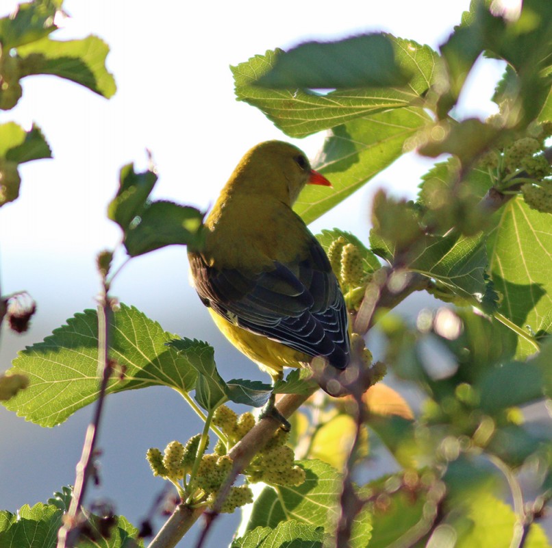 Eurasian Golden Oriole