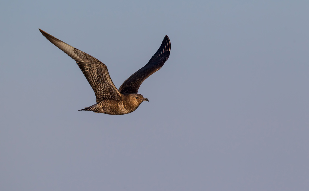 Pomarine Jaeger