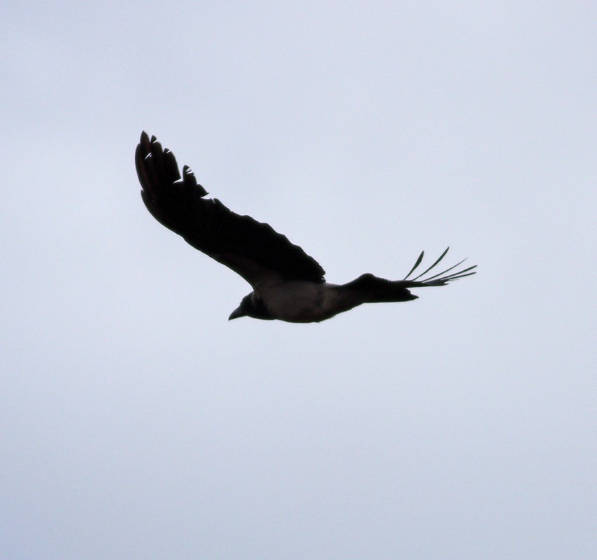 Hooded Crow