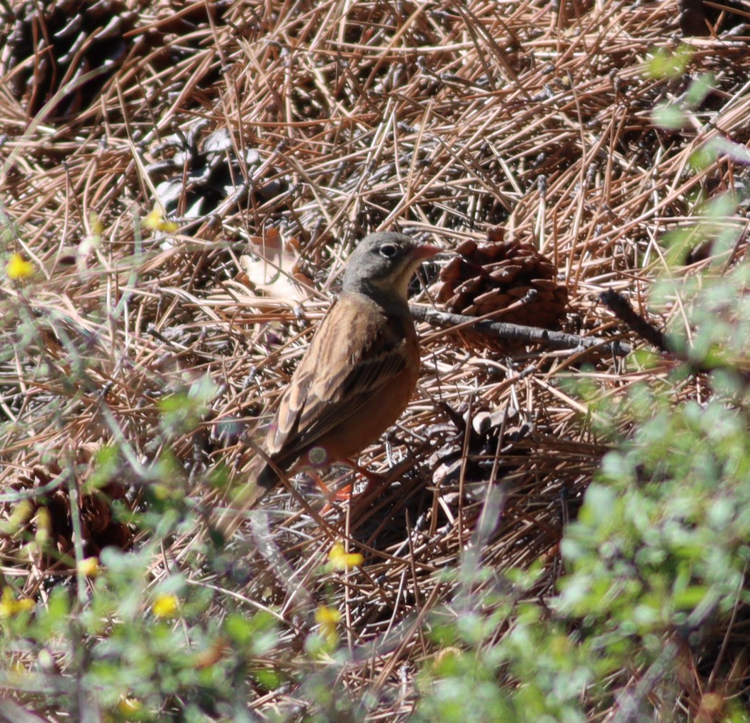 Ortolan Bunting