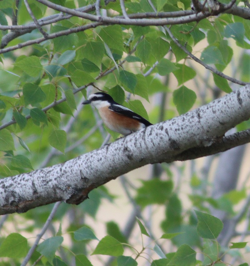 Masked Shrike