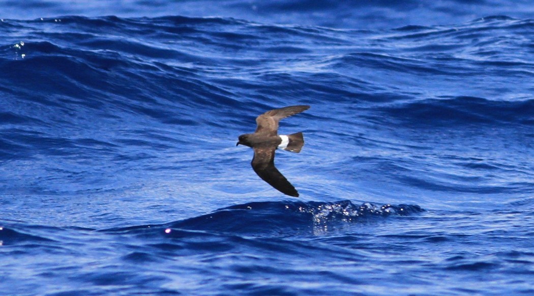 European Storm Petrel
