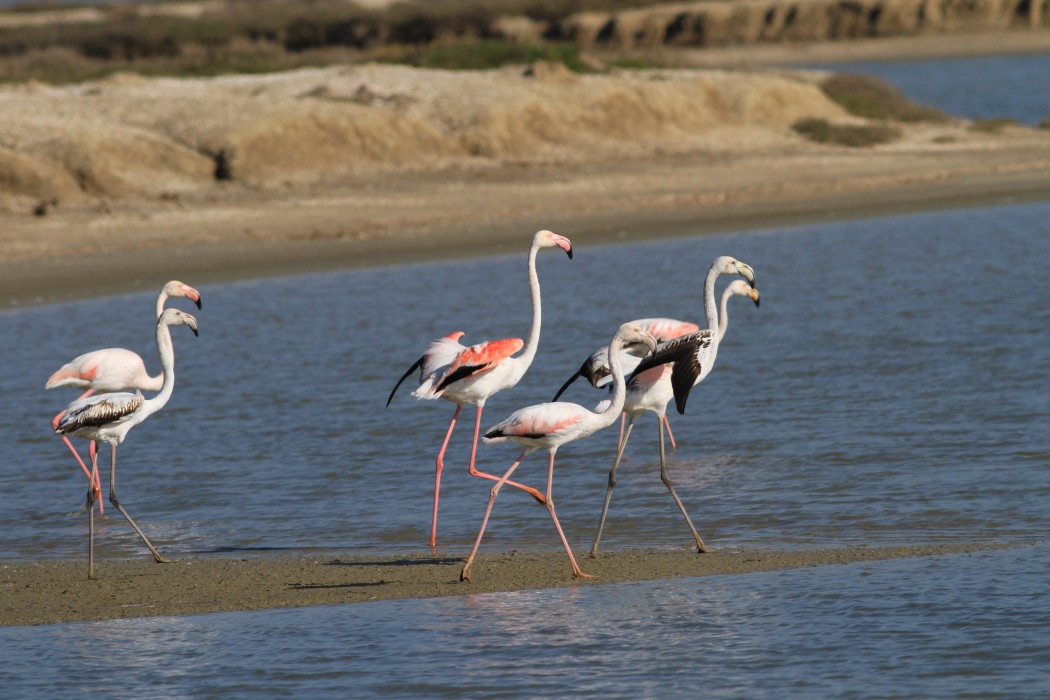 Greater Flamingo