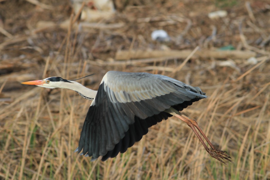Grey Heron