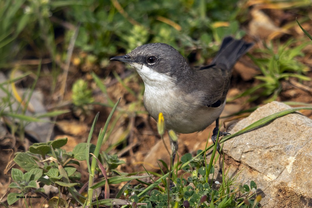 Lesser Whitethroat