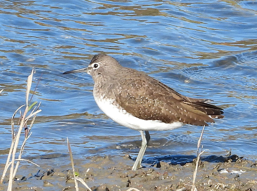 Green Sandpiper