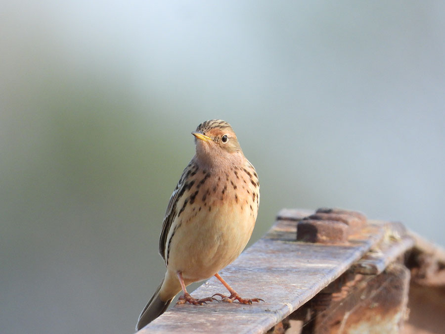 Red-throated Pipit