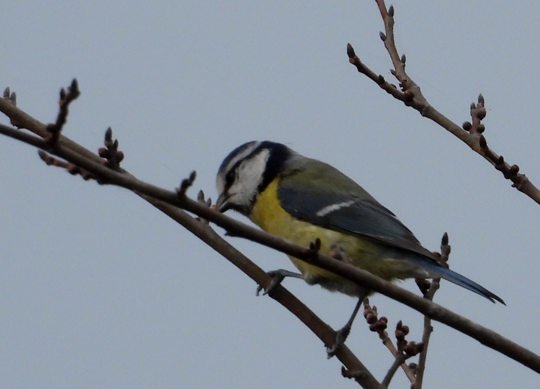 Eurasian Blue Tit