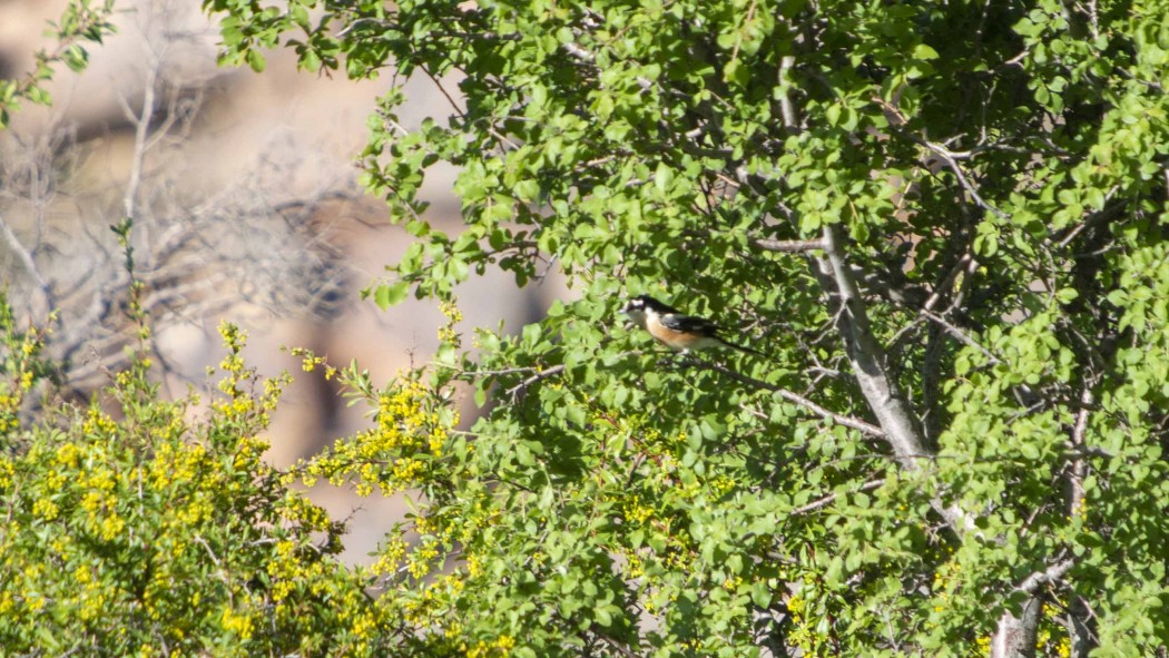 Masked Shrike