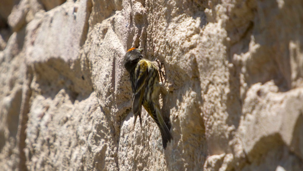Red-fronted Serin
