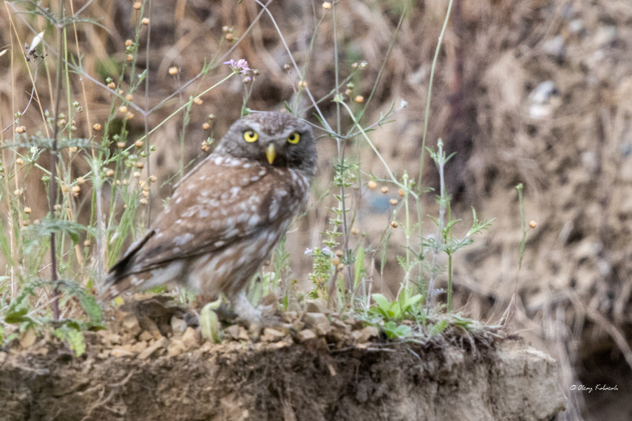 Little Owl
