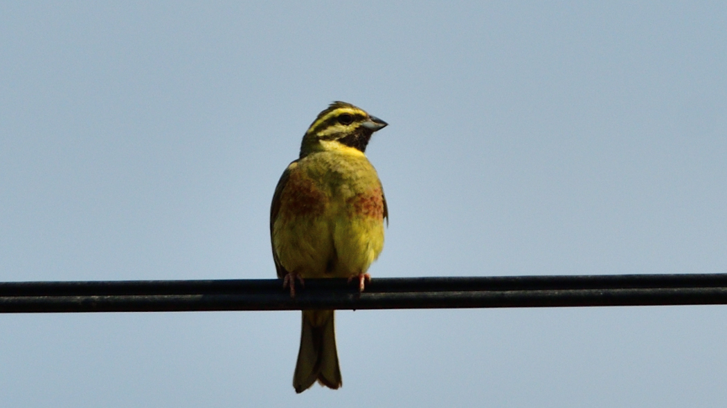 Cirl Bunting