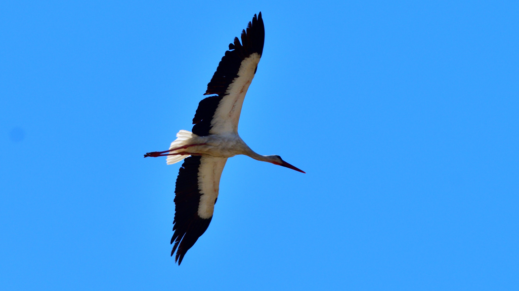 White Stork