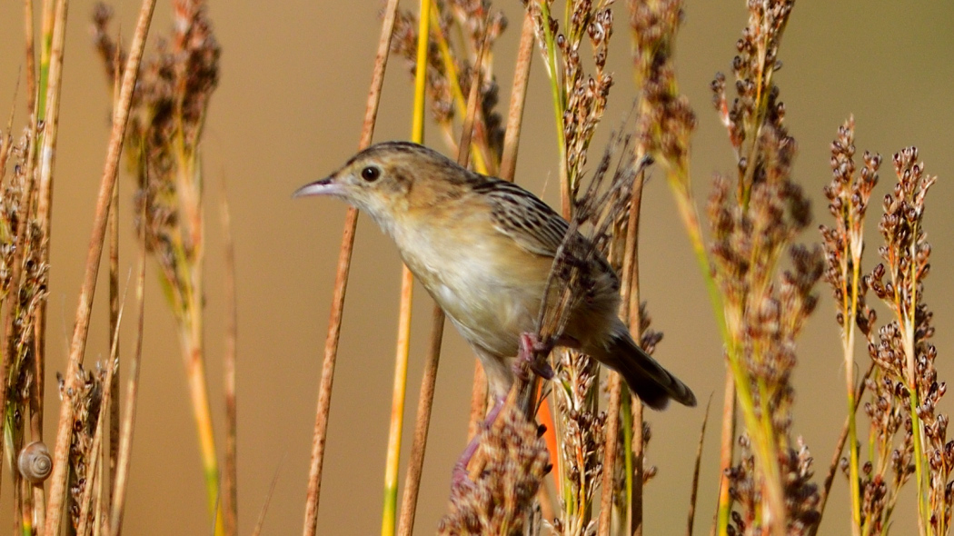 Zitting Cisticola