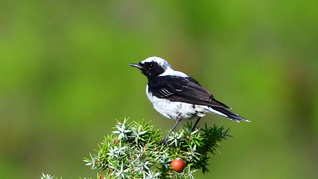 Black-eared Wheatear