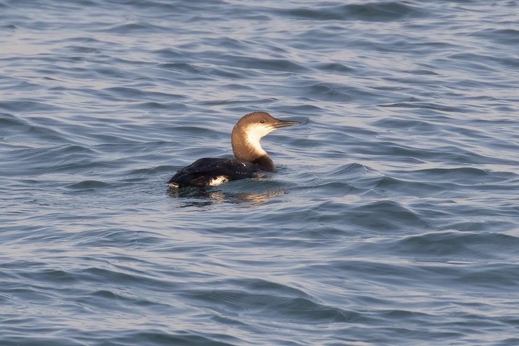 Black-throated Loon