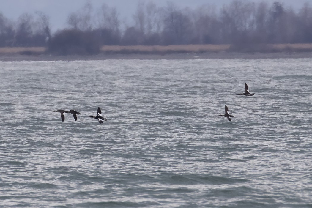 Red-breasted Merganser