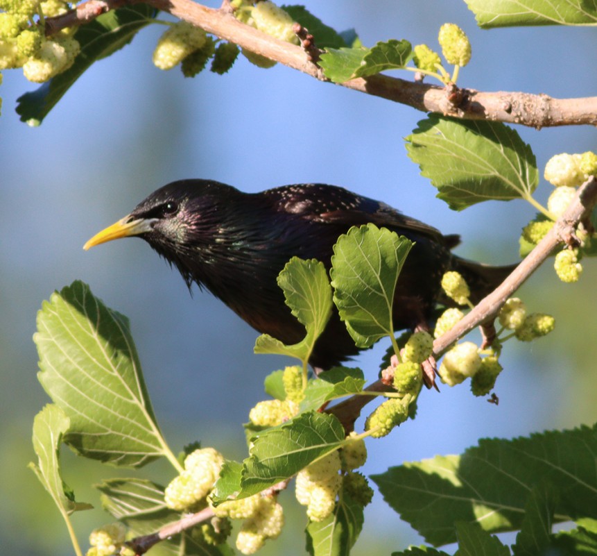 Common Starling