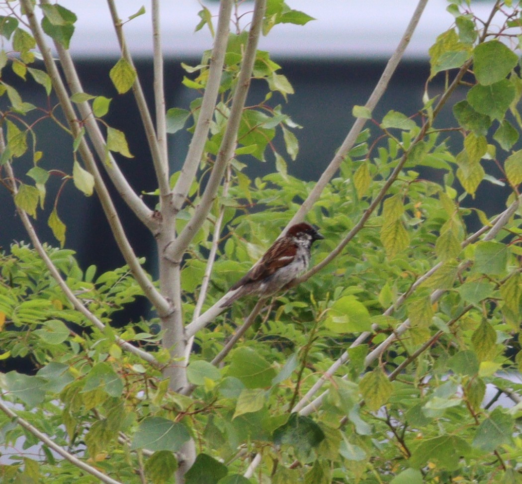 House Sparrow