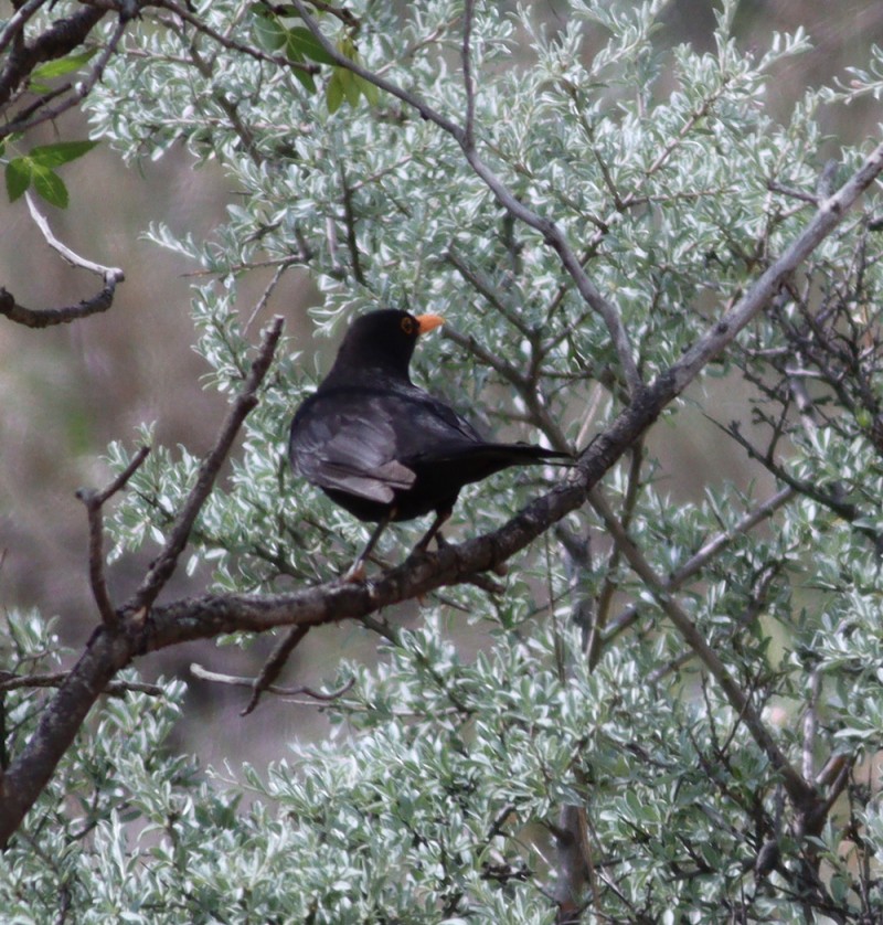 Common Blackbird