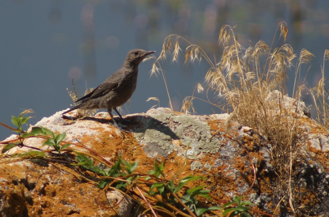 Blue Rock Thrush