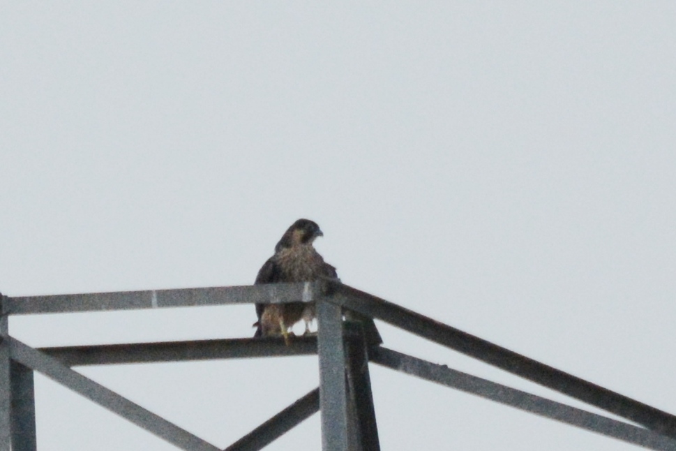 Peregrine Falcon
