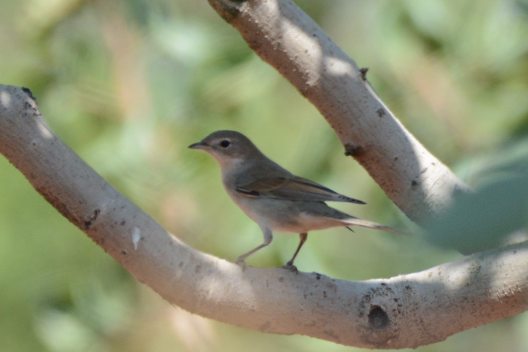 Common Whitethroat