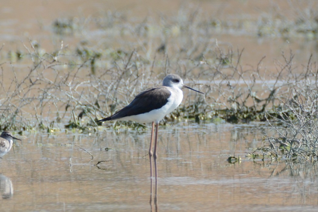 Black-winged Stilt