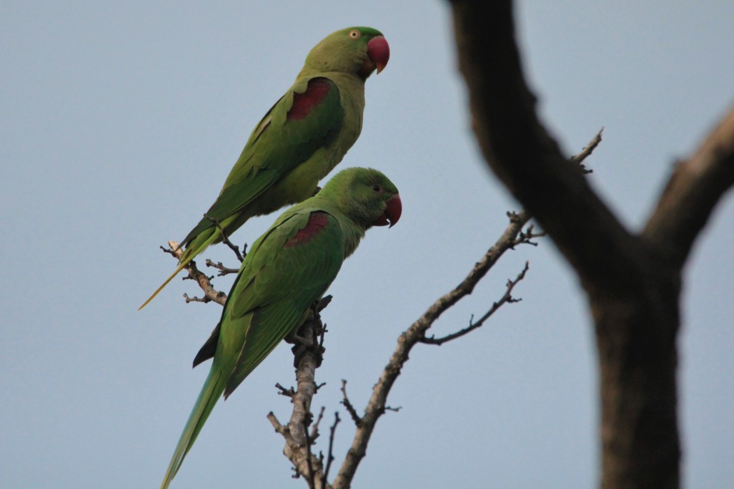 Alexandrine Parakeet