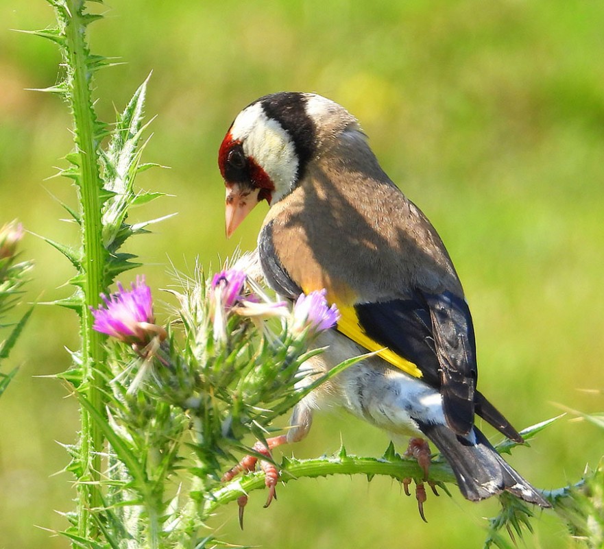 European Goldfinch