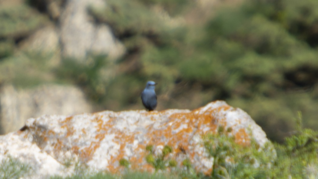 Blue Rock Thrush