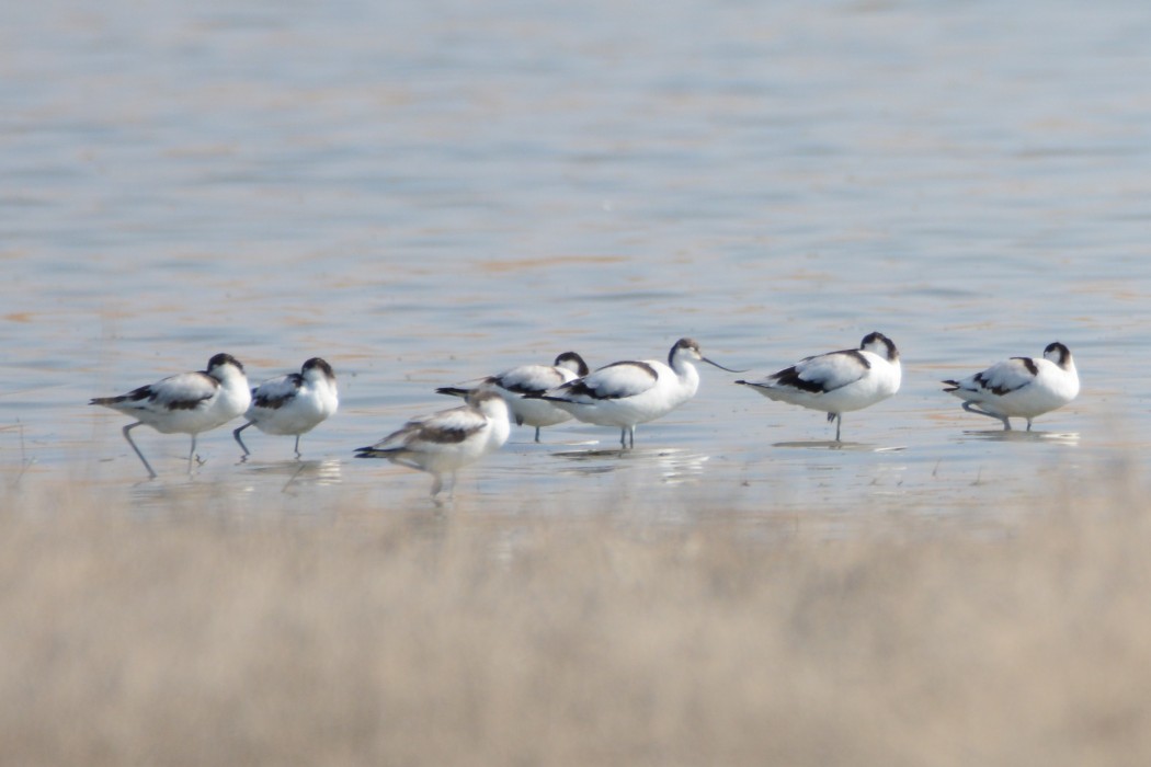 Pied Avocet