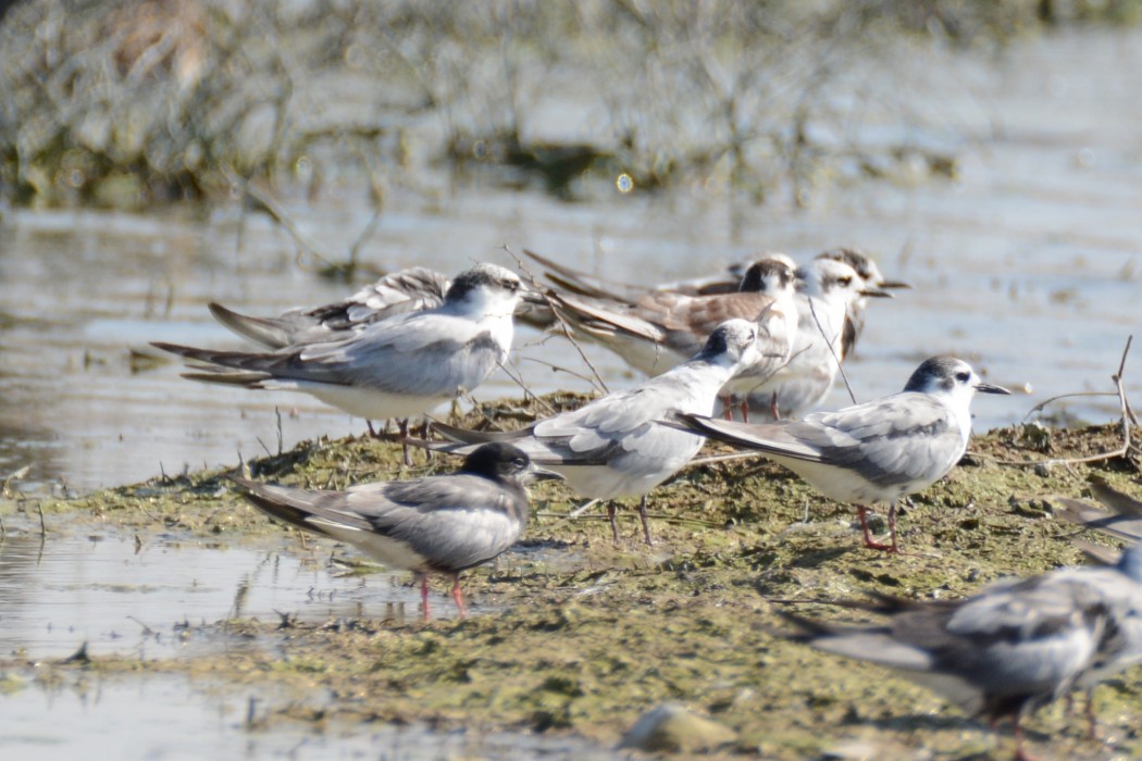 White-winged Tern