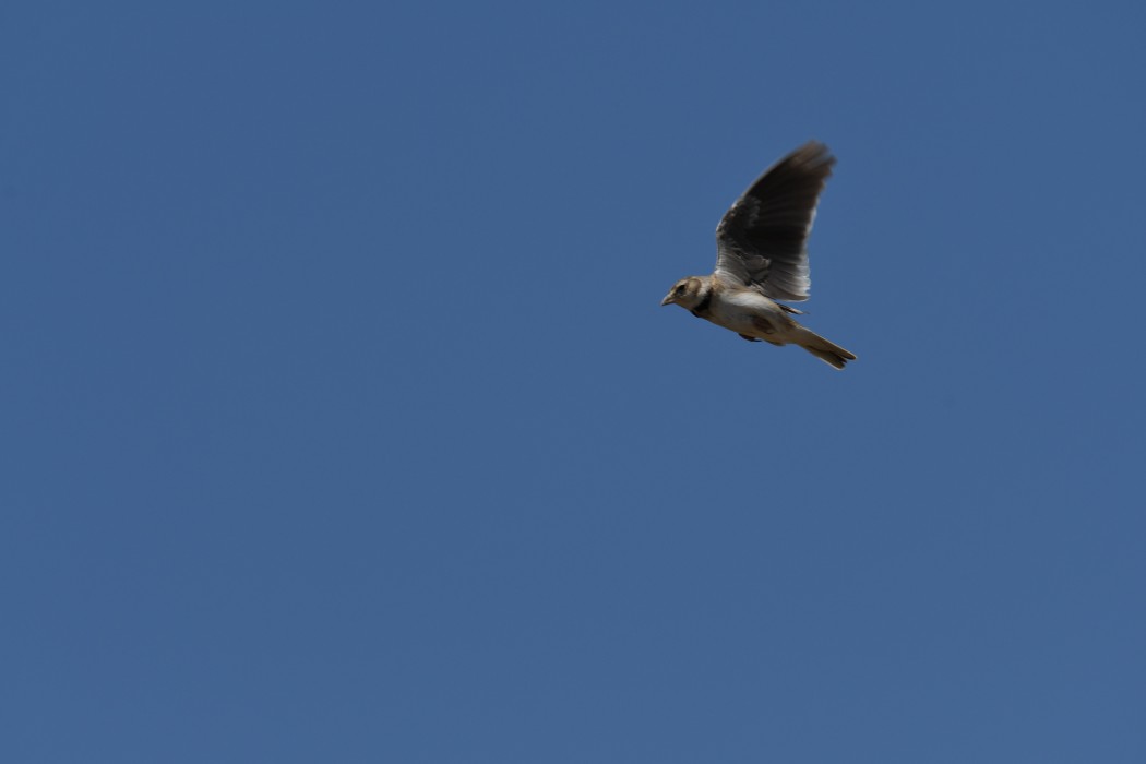 Calandra Lark