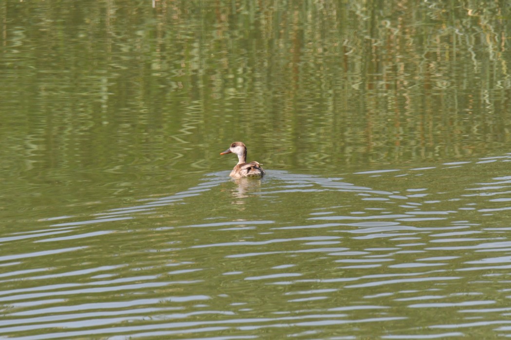 Red-crested Pochard