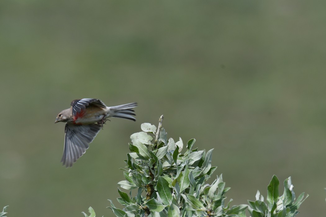 Common Linnet
