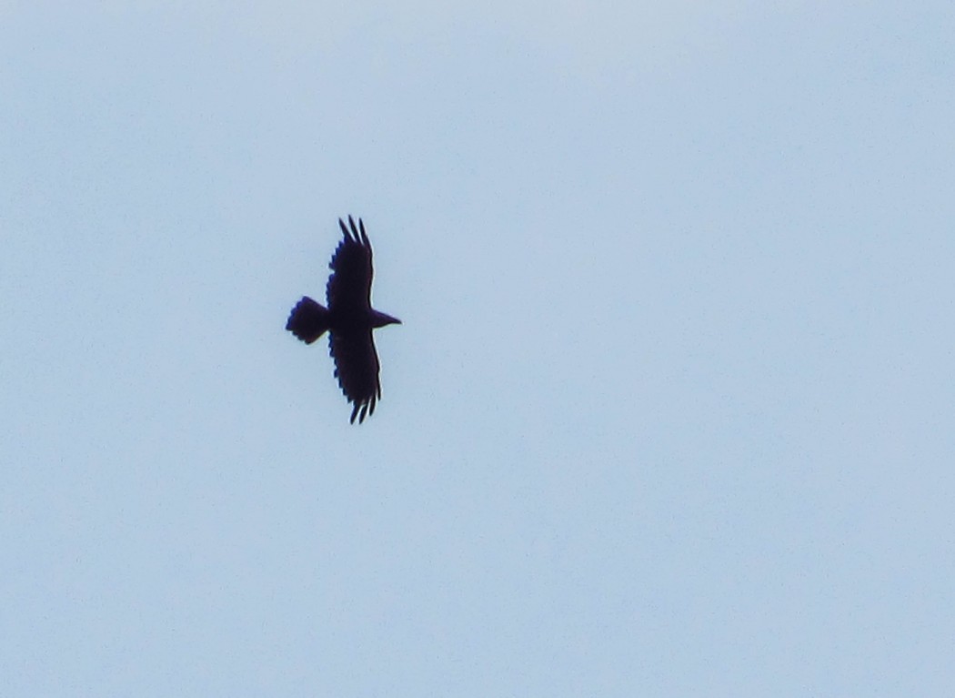 Northern Raven