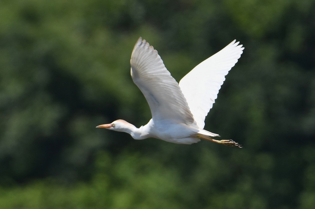 Western Cattle Egret