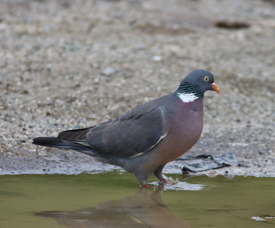 Common Wood Pigeon