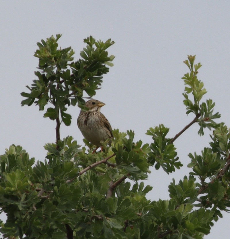 Corn Bunting