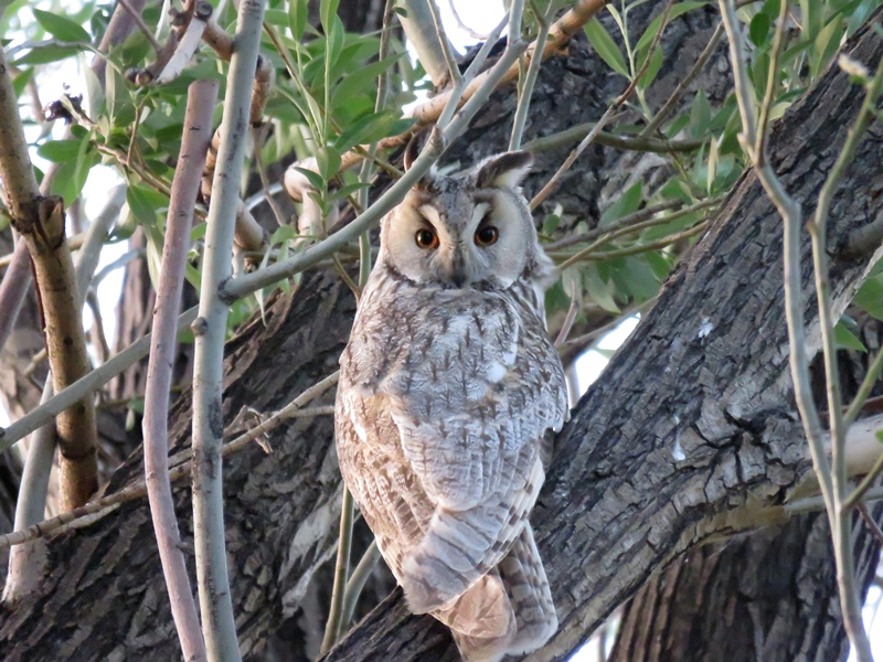 Long-eared Owl
