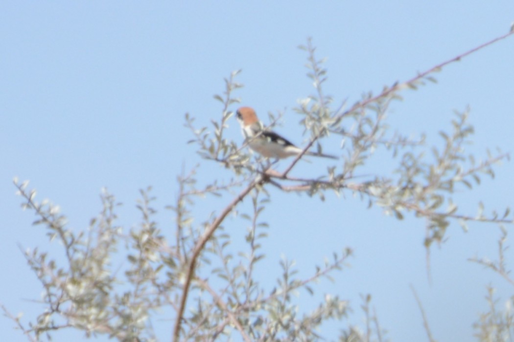 Woodchat Shrike