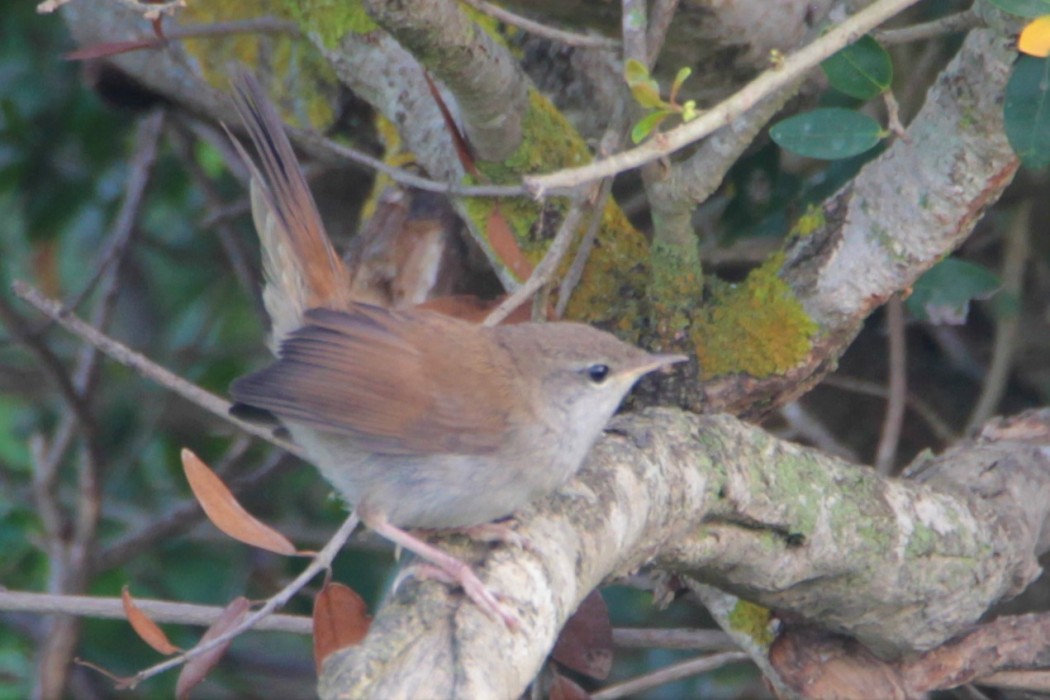 Cetti`s Warbler