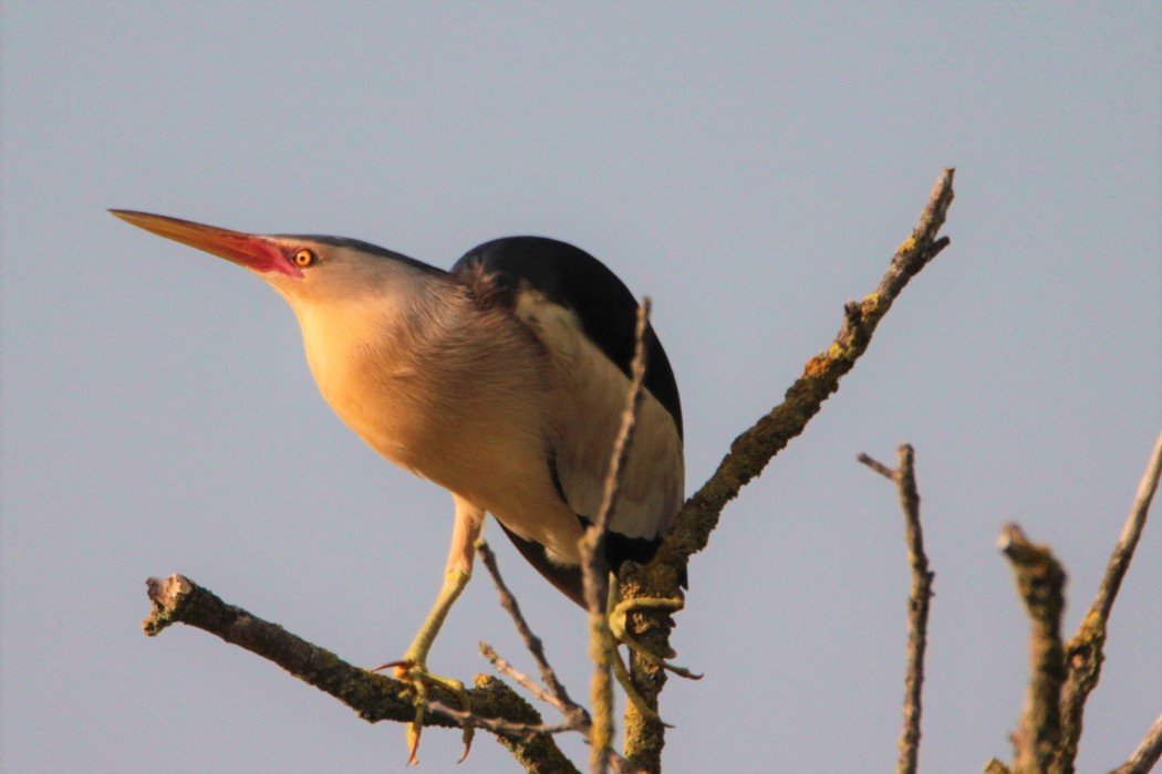 Little Bittern