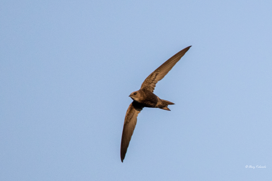 Common Swift