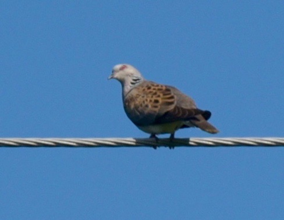 European Turtle Dove