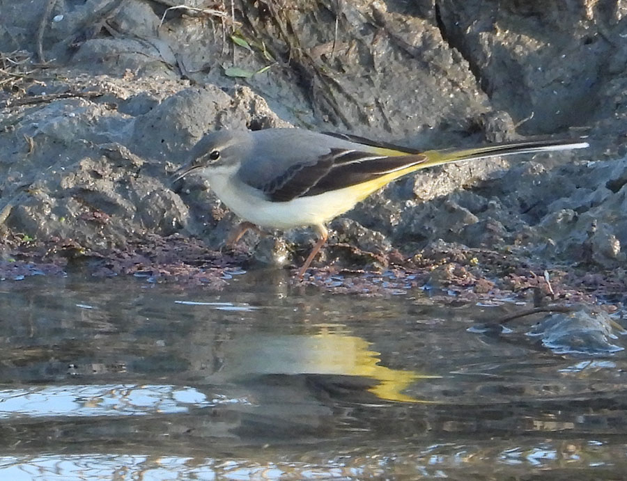 Grey Wagtail