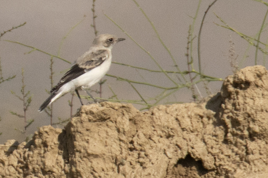 Finsch`s Wheatear